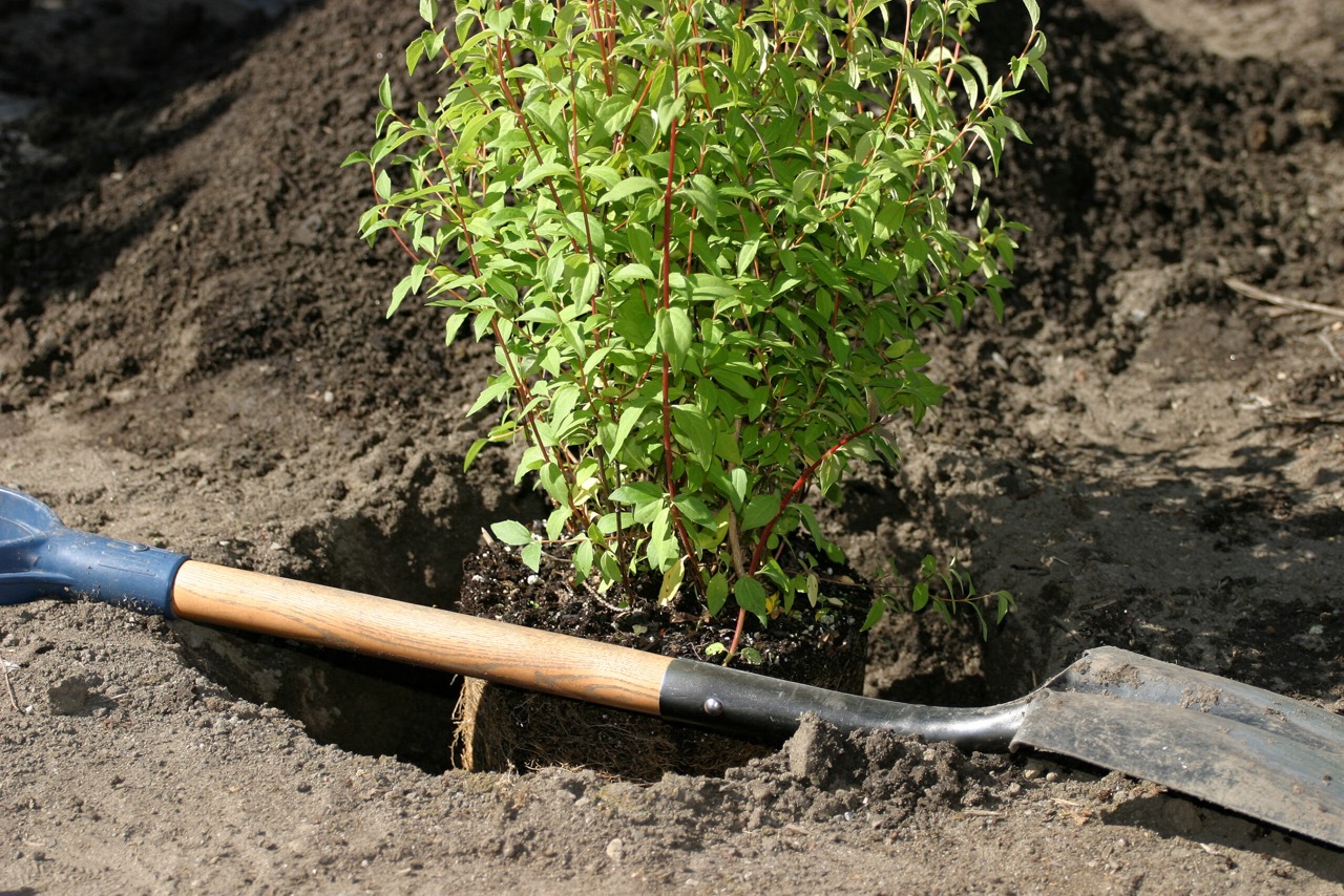 Planting